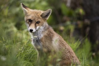 Les renards, mais aussi les chiens et les chats peuvent transmettre l'échinococcose alvéolaire via leurs excréments (archives). KEYSTONE/ANTHONY ANEX